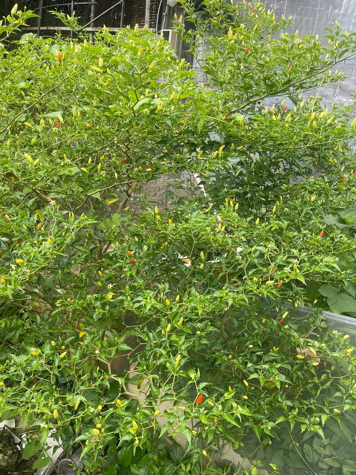 Đất nền Thủ Đức 100m² giá 1.25 tỷ - Hẻm xe hơi thuận tiện!