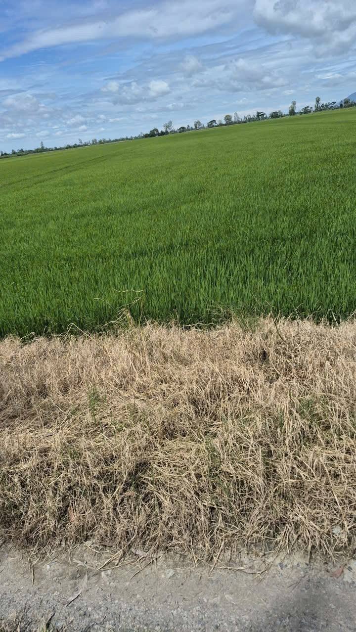 Đất nông nghiệp An Bình, Thoại Sơn 11.000m² giá chỉ 1.5 tỷ - Mặt tiền 26m thuận lợi!