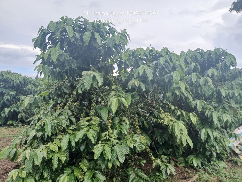 Đất nền Lộc Phú Bảo Lâm 10.000m² giá 4.35 tỷ - Cơ hội đầu tư hấp dẫn!