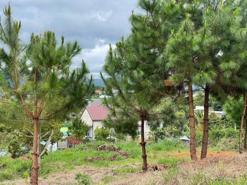 Đất nền 2214m² Lộc Châu, Bảo Lộc - Giá 2.4 tỷ, view núi đẹp!