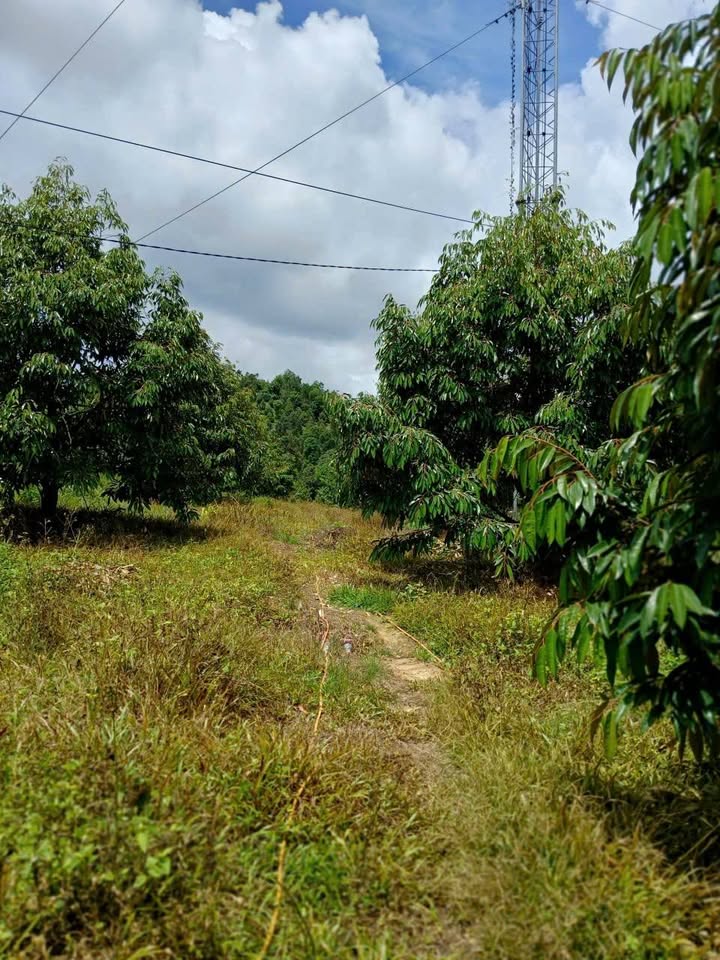 Vườn Sầu Riêng Phú Trung, Tân Phú 11,800m² giá 9 tỷ - Cơ hội đầu tư lý tưởng!