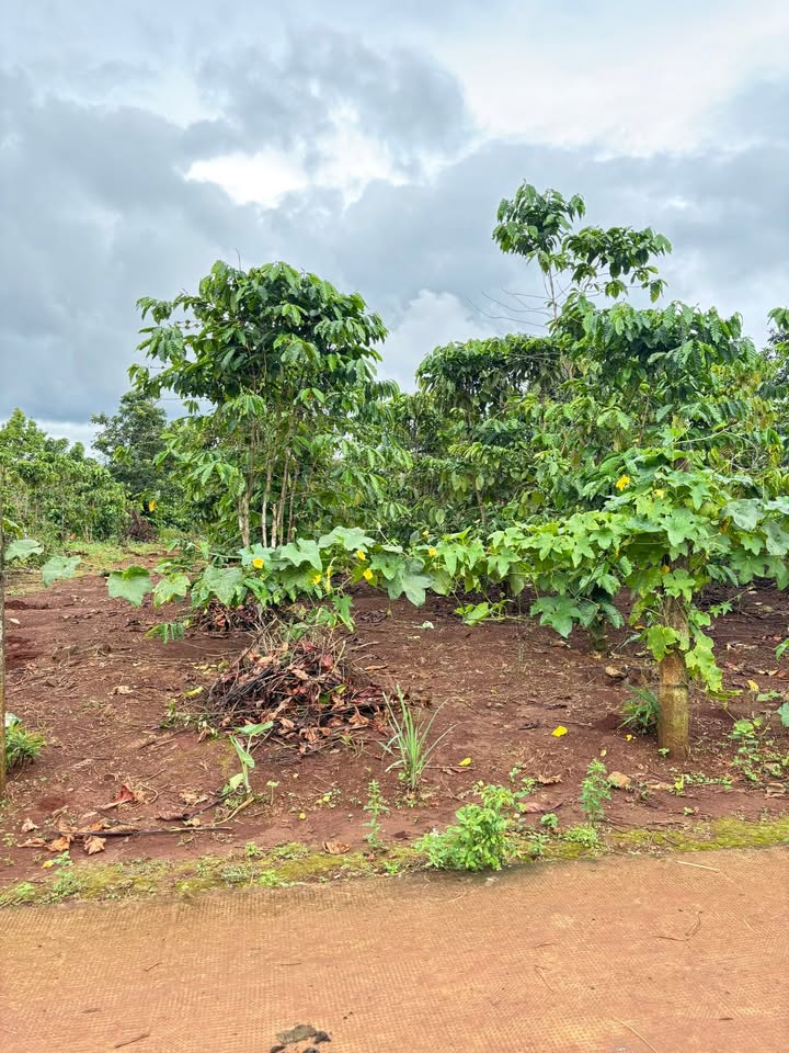 Đất thổ cư 150m² hẻm Trường Sơn, Pleiku chỉ 200 triệu - Đầu tư sinh lời ngay!