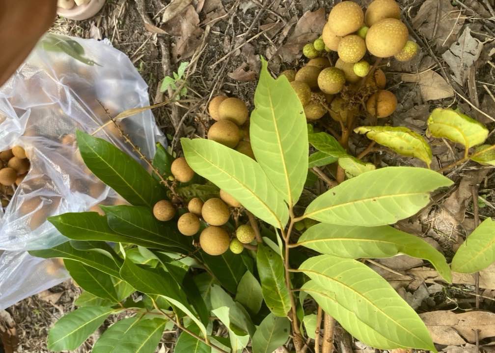 Đất thổ cư Hiệp Ninh 171m² giá 1.8 tỷ - Cơ hội đầu tư tuyệt vời!