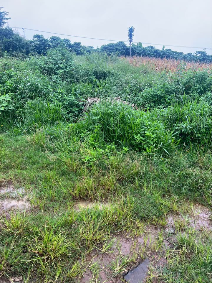 Đất nền Bảo Lâm 150m² giá 550 triệu - Cơ hội đầu tư hiếm có!