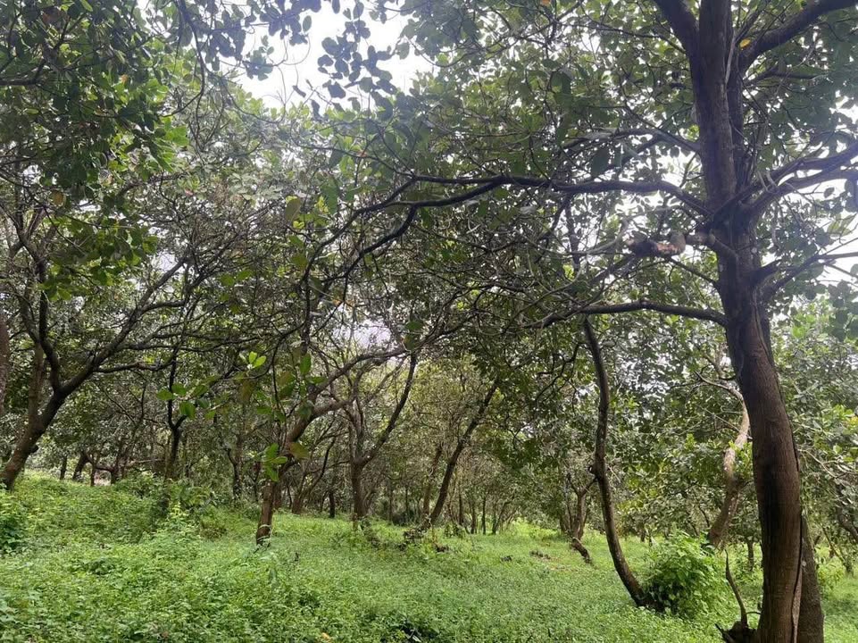 Đất Farm 30000m² xã Thanh An, Hớn Quản - Giá chỉ 1.1 tỷ, Tiềm năng sinh lời cao!