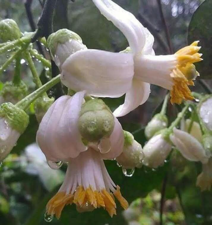 Đất tái định cư phường Thắng Nhất, Vũng Tàu 76m² giá 3 tỷ - Cơ hội đầu tư tuyệt vời!