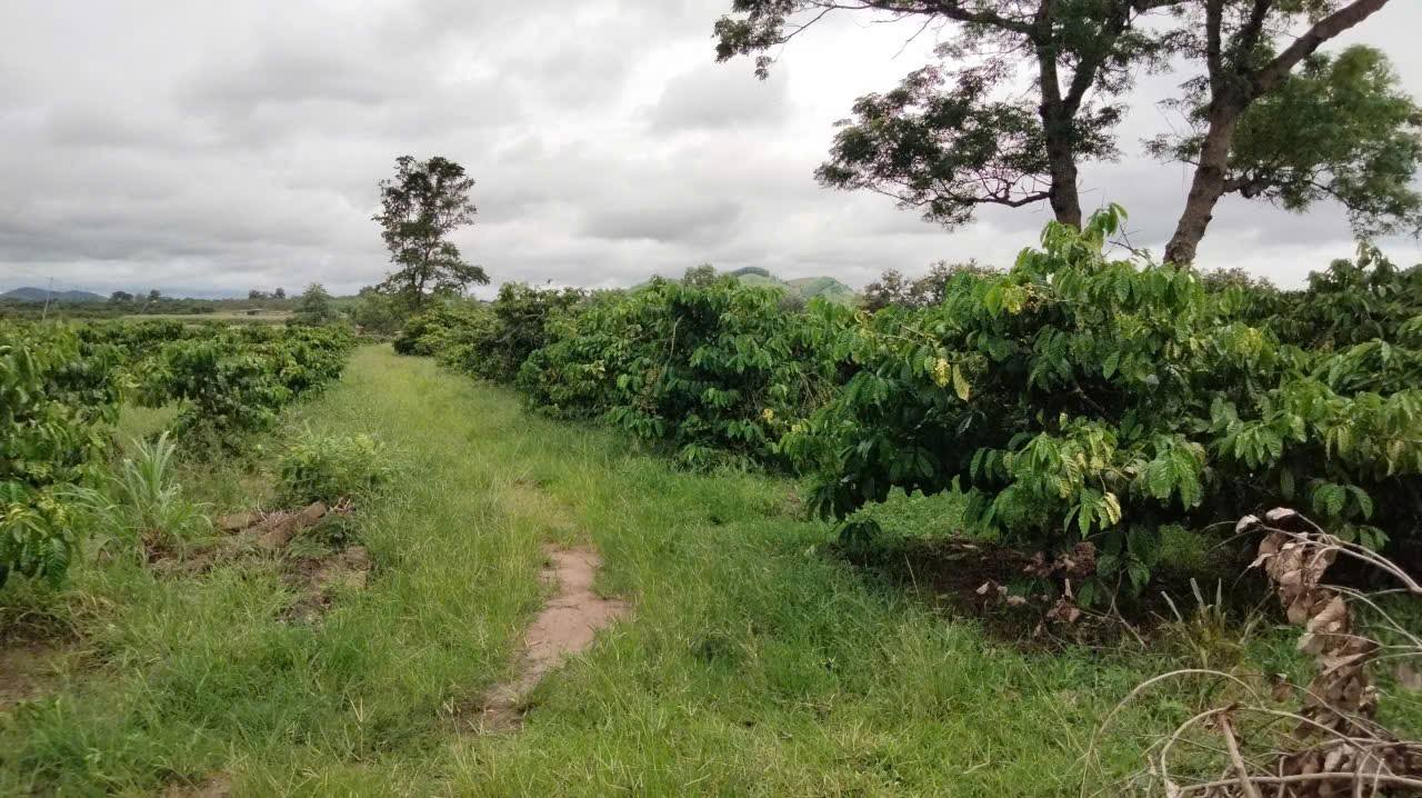 Farm 2.4ha tại Vụ Bổn, Đắk Lắk giá 2.7 tỷ - Cơ hội đầu tư tuyệt vời!