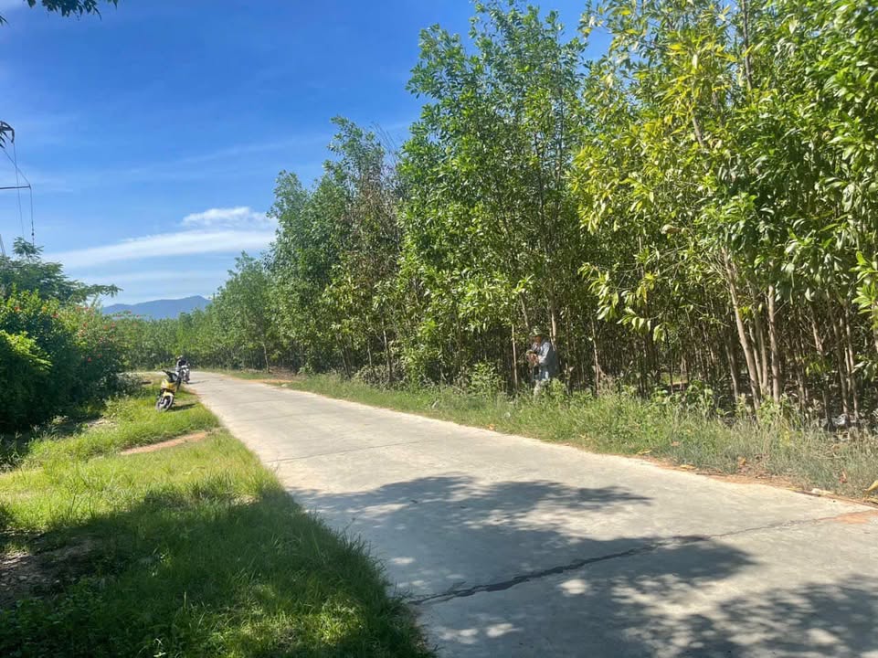 Đất thổ cư Ninh Tây 20,000m² giá thỏa thuận - Cơ hội đầu tư hấp dẫn!