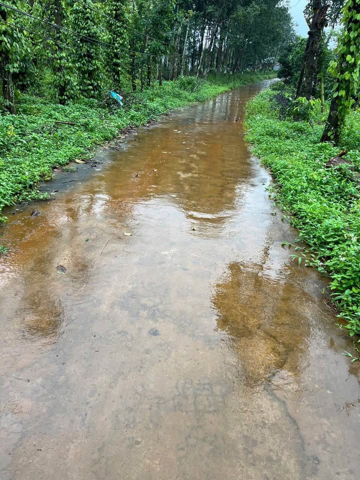 Đất thổ cư 1ha tại Kiến Thành, Đăk Song giá 3.1 tỷ - Tiềm năng sinh lời cao!