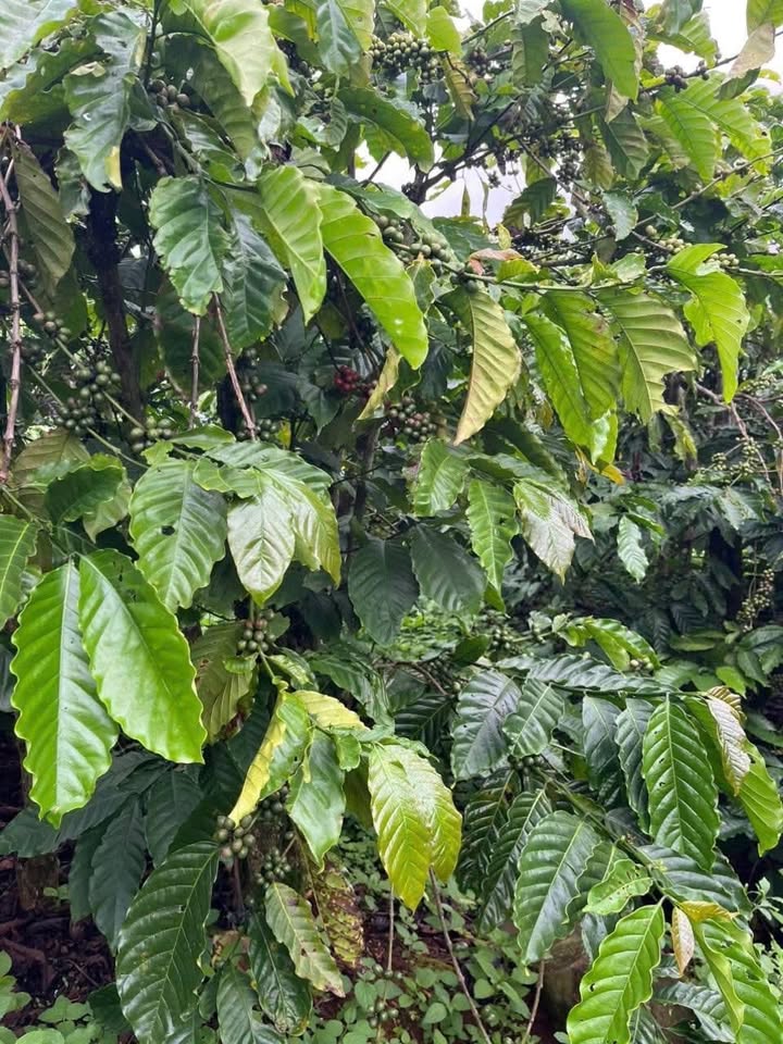 Đất nền 70.000m² tại xã Nam Hà, Lâm Hà - Giá chỉ 2.5 tỷ!