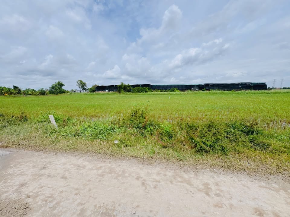 Đất thổ cư 260m² tại xã Mỹ Hạnh Nam, Đức Hòa - Giá chỉ 1.16 tỷ!