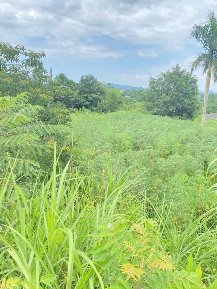 Đất nền Yên Bài Ba Vì 1800m² - View đẹp, giá tốt cho nhà đầu tư!