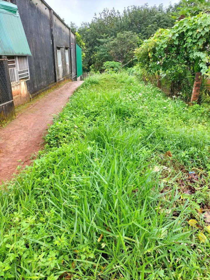 Đất nền thổ cư 360m² tại Nhân Đạo, Đắk Nông chỉ 220 triệu - Cơ hội đầu tư hấp dẫn!