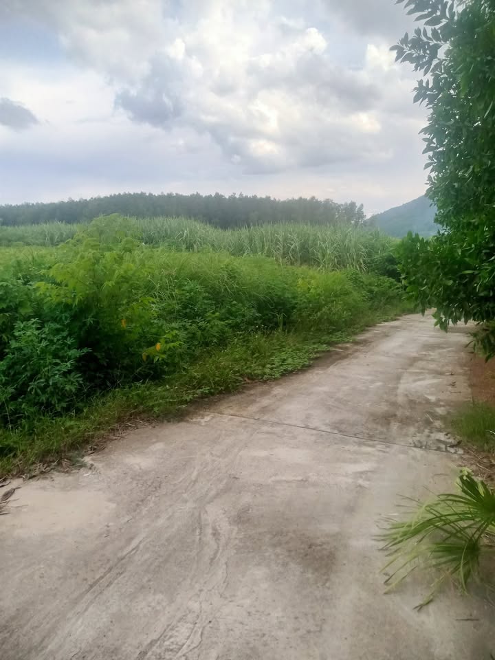 Đất nền Khánh Hiệp 3000m² giá chỉ 450 triệu - Đầu tư sinh lời ngay!