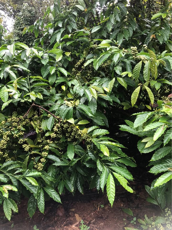 Farm cho thuê tại Quảng Tín, Đắk R'lấp 1,3ha - Giá 275 triệu/năm, sẵn sàng thu hoạch!