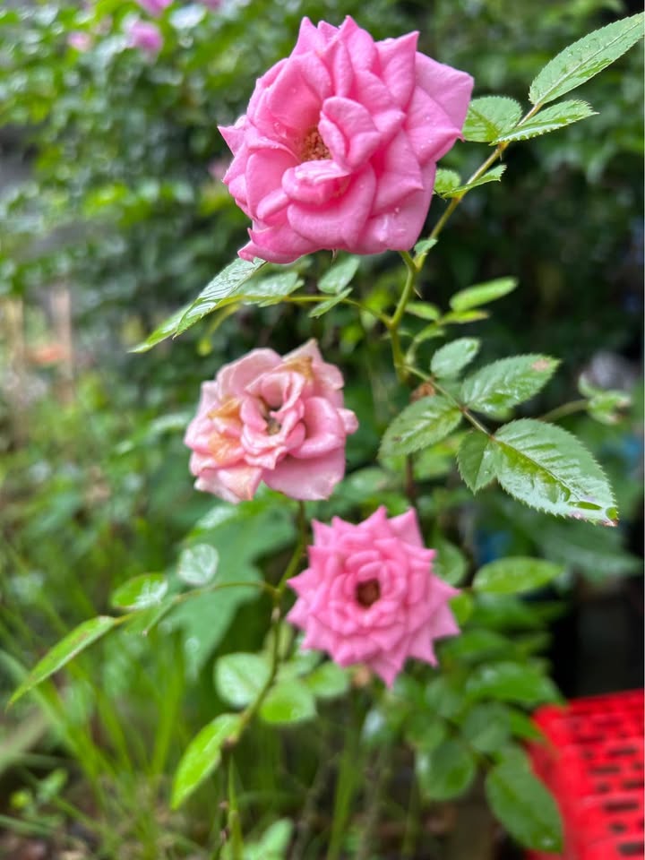 Đất thổ cư mặt đường hẻm 176 xã Đăk Cấm 135m² giá 600 triệu - Đầu tư sinh lời ngay!