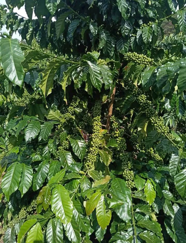 Đất vườn Lộc Thắng Bảo Lâm 180000m² giá thỏa thuận - Lô mới tinh, sổ đỏ chính chủ!