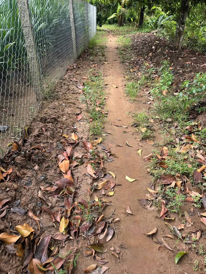 Đất nền 1500m² ấp Phú Quới, Vĩnh Hòa, Chợ Lách giá 495 triệu - Đầu tư sinh lời ngay!