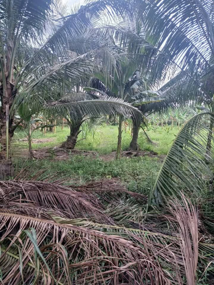 Đất vườn dừa tơ 12.000m² tại Tân Hòa, Vĩnh Long - Chỉ 240 triệu!