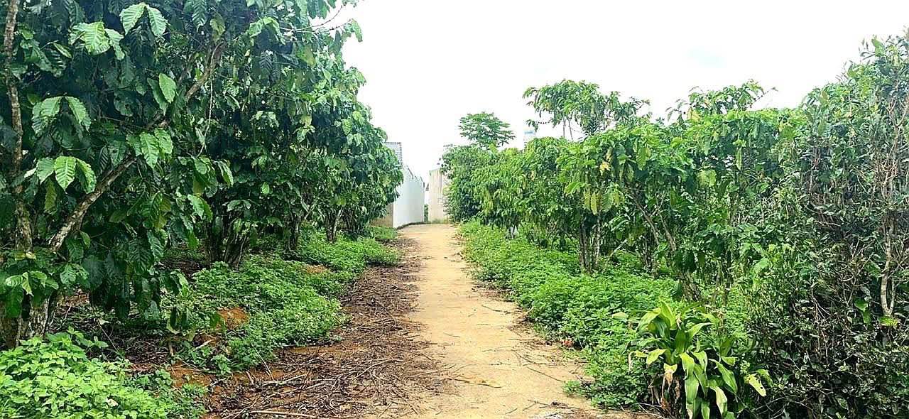 Đất nền Bảo Lộc 1806m², giá 1.6 tỷ - Đường ô tô vào tận nơi!