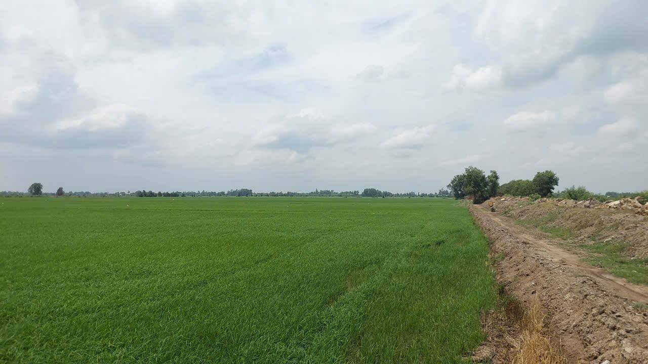 Đất nông nghiệp 5,3ha Lương An Trà giá 5,565 tỷ - Đầu tư sinh lời ngay!