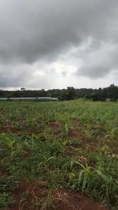 Đất nền Ea Kuếh Cư M'gar 8500m² giá 1.36 tỷ - Đất đẹp, giao thông thuận lợi!