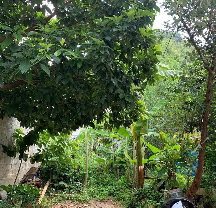 Đất nền Tổ 1 Chiềng Sinh 112m² giá chỉ 590 triệu - Đầu tư sinh lời ngay!