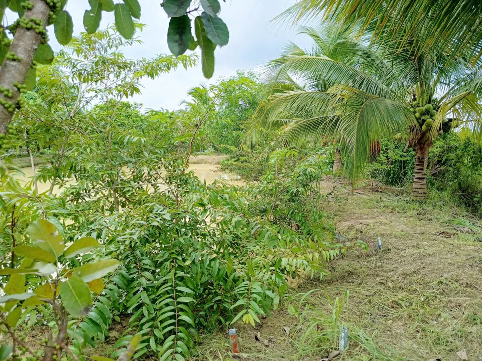 Farm nhà yến tại xã Hàm Liêm 1830m² giá 3.5 tỷ - Đầu tư sinh lời ngay!