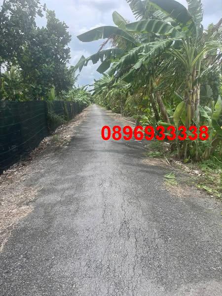 Đất nền Mỹ Hạnh Trung, Cai Lậy, Tiền Giang 1400m² - Giá tốt, thương lượng ngay!