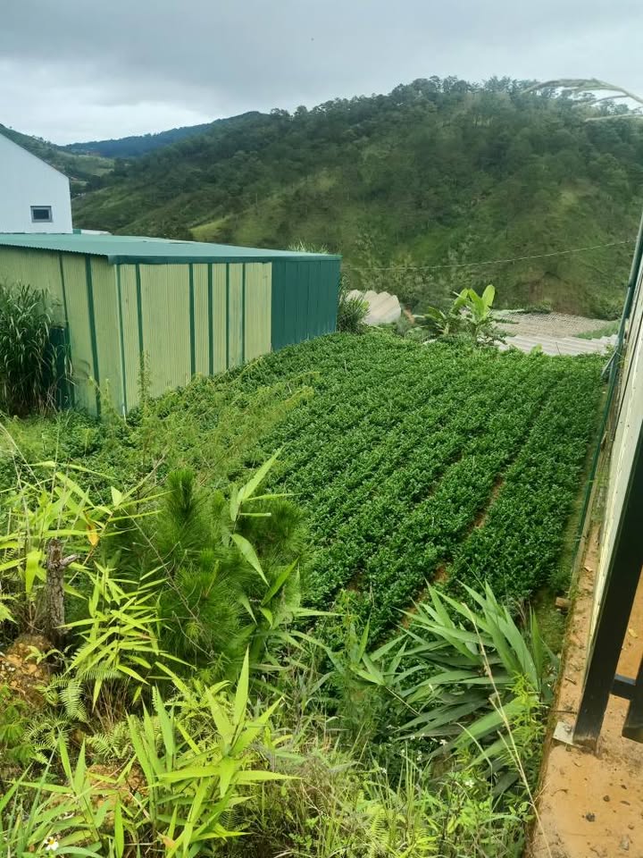 Đất mặt tiền đường Điện Biên Phủ phường Lang Biang 300m² - Giá đầu tư hấp dẫn!