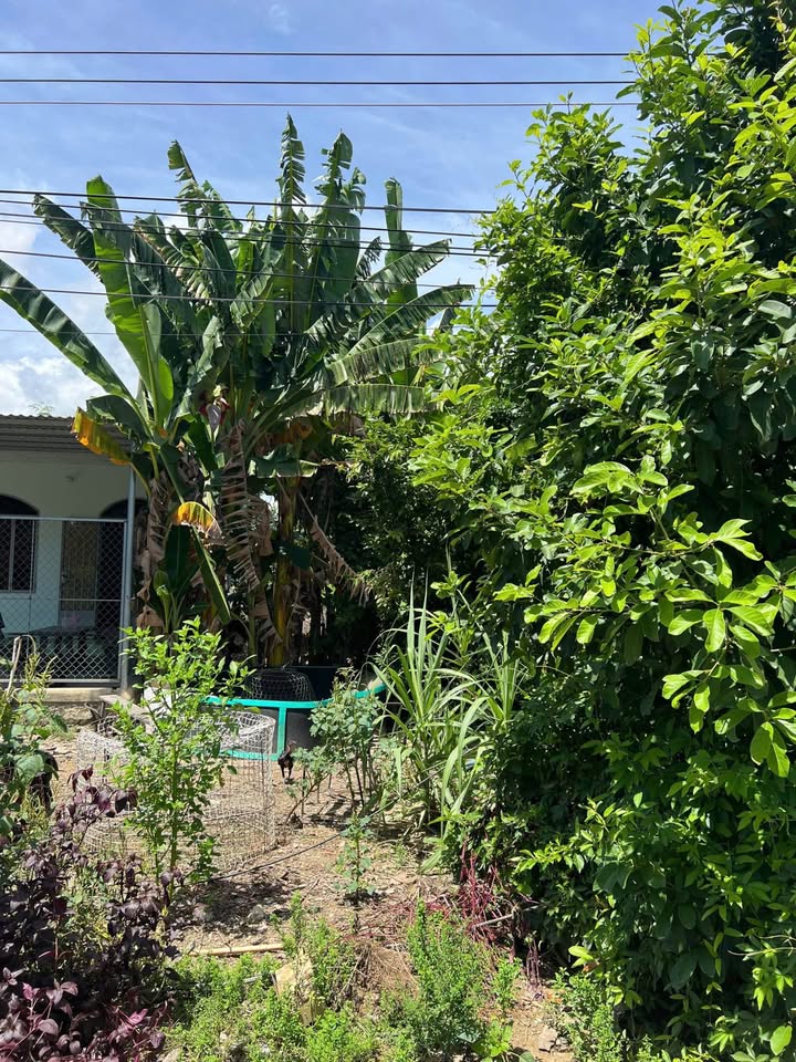 Đất mặt tiền đường Huỳnh Thúc Kháng, Diên An, 160,9m² - Giá chỉ 2 tỷ 413 triệu VND!