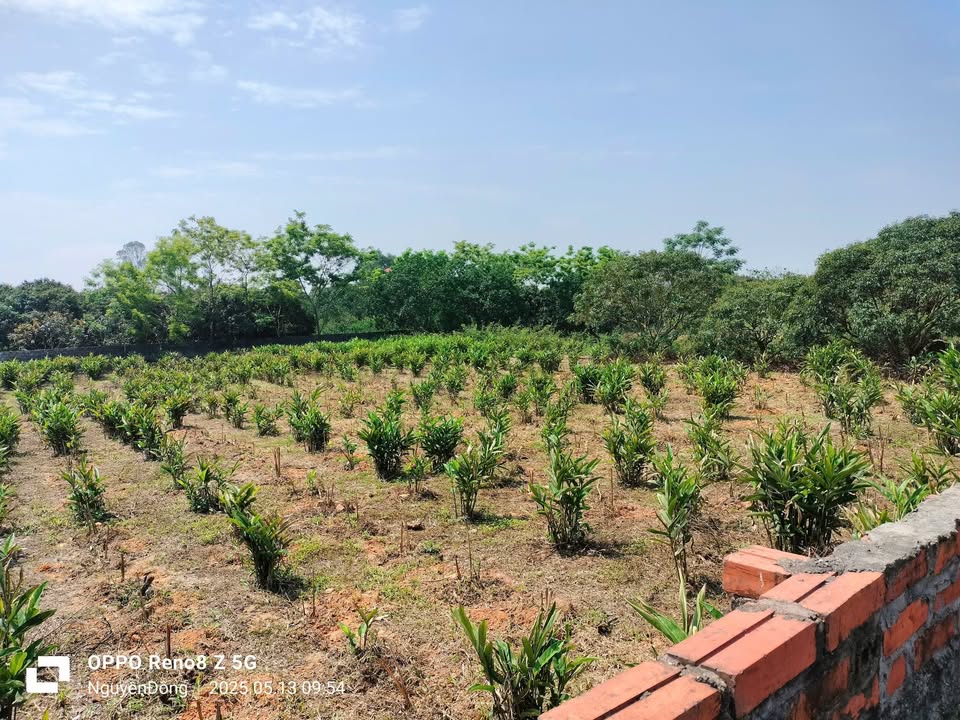 Đất Farm Đồng Tâm Yên Thế 4000m² giá 2.1 tỷ - Mặt tiền rộng, tiện lợi!