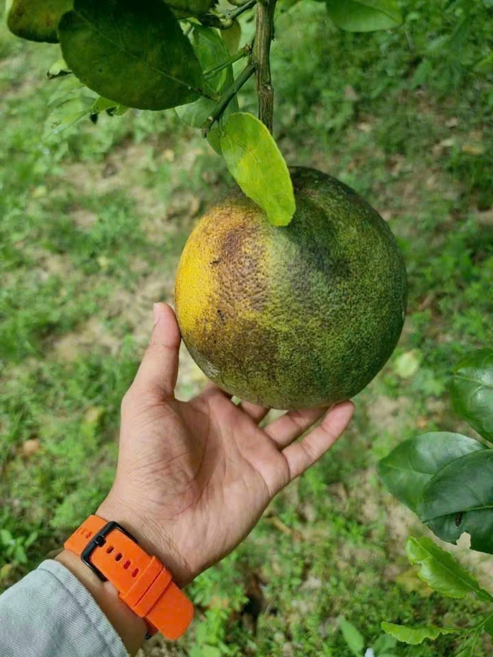 Đất vườn Diên Đồng - Diên Khánh 1100m² chỉ 960 triệu - Đầu tư sinh lời ngay!