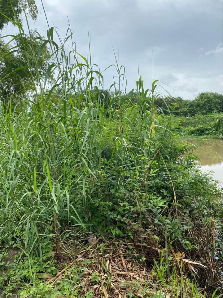 Đất nền Sông Tiên Tịnh Thới 868m² - Giá tốt cho đầu tư!