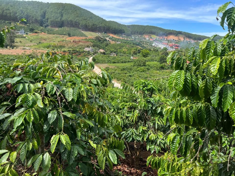 Đất nền xã Mê Linh Lâm Hà 400m² giá 8 tỷ - Cơ hội đầu tư lý tưởng!