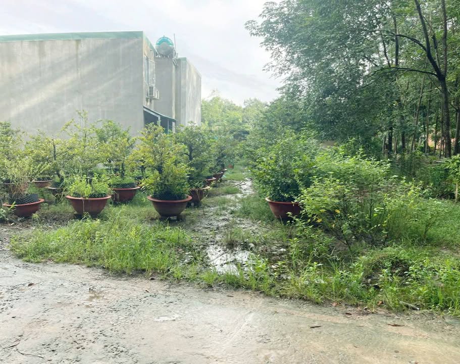 Đất nền Hòa Lợi, Bến Cát 3045m² - Giá hấp dẫn 2 tỷ VND