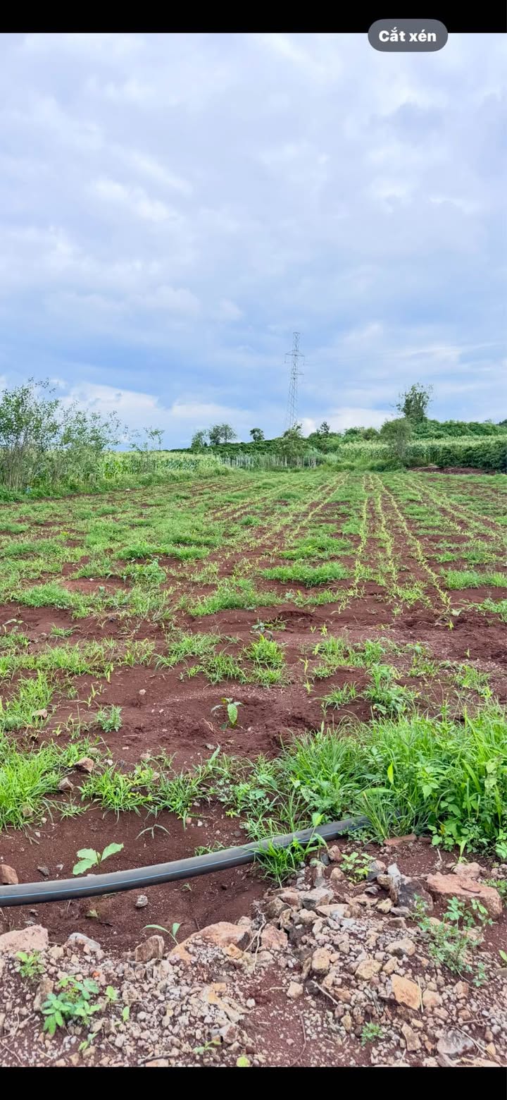 Đất Tân Hội, Đức Trọng, Lâm Đồng 1800m² giá 1.6 tỷ - Cơ hội đầu tư tuyệt vời!