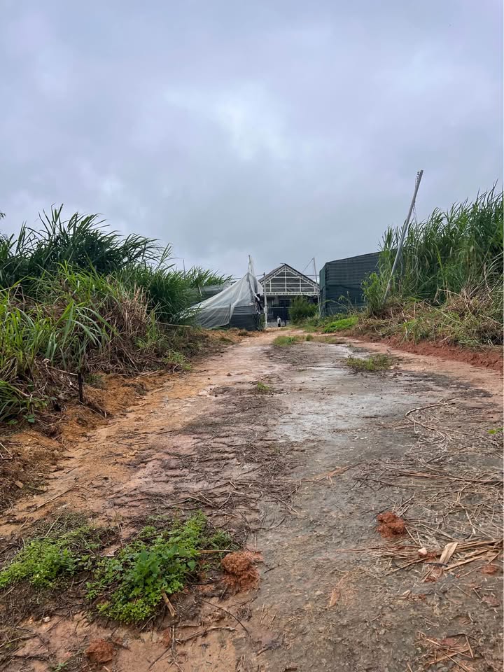 Đất nền Đà Lạt 73m² giá 660 triệu - Sổ hồng chính chủ, ô tô vào tận nơi!