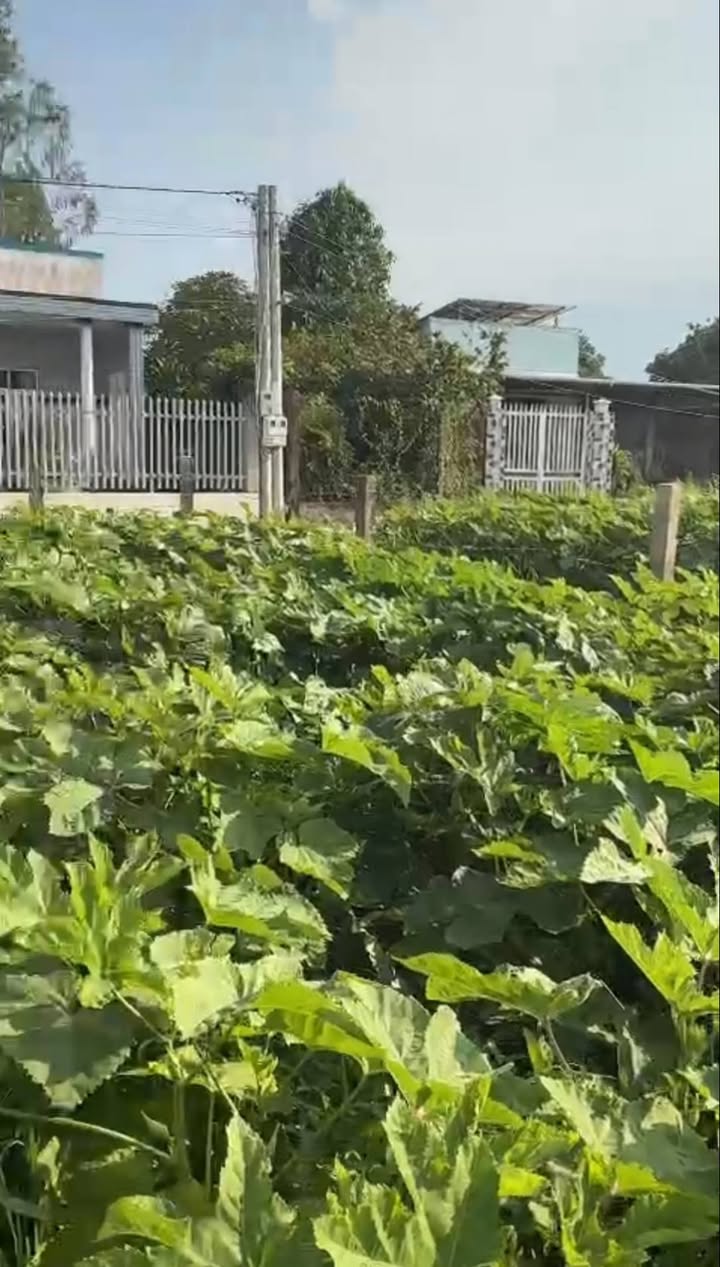 Đất nền Gò Tre, Long Thuận, 94m² chỉ 300 triệu - Cơ hội đầu tư hấp dẫn!