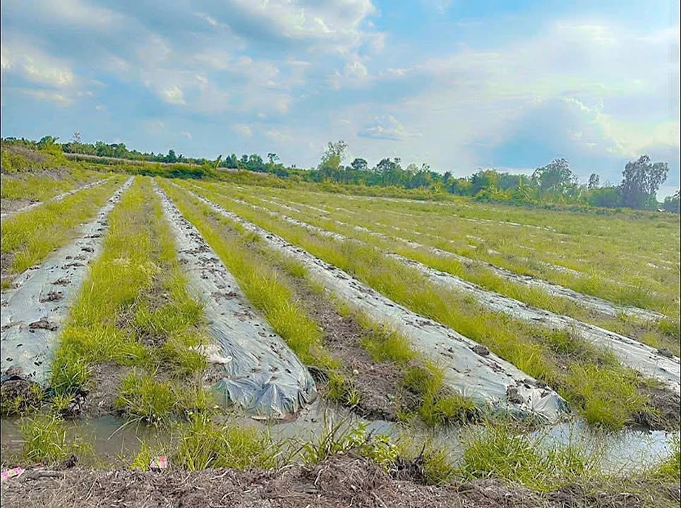 Đất nông nghiệp ấp Lượng Trực, Vĩnh Phú 18.000m² giá 1.53 tỷ - Đầu tư sinh lời ngay!