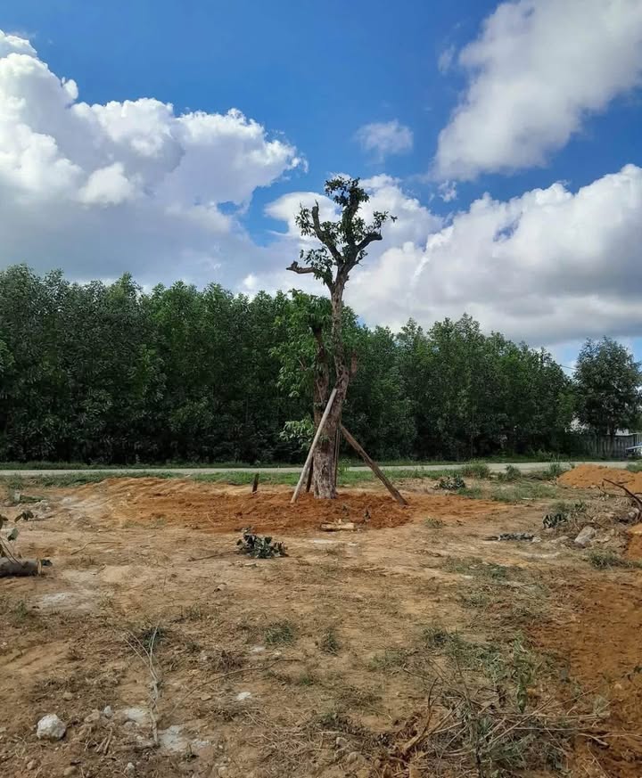 Farm nghỉ dưỡng tại Hương Trà 5931m² giá 7.1 tỷ - Cơ hội đầu tư hấp dẫn!