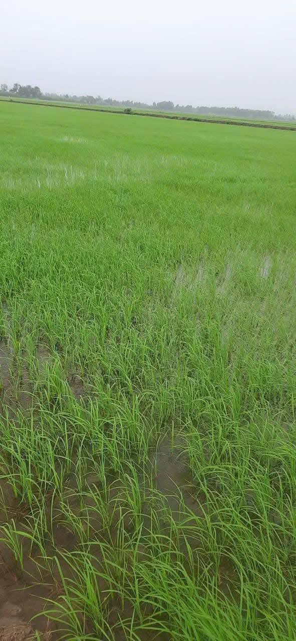 Đất nông nghiệp Khánh Lâm U Minh 6ha giá 1.7 tỷ - Cơ hội đầu tư hấp dẫn!