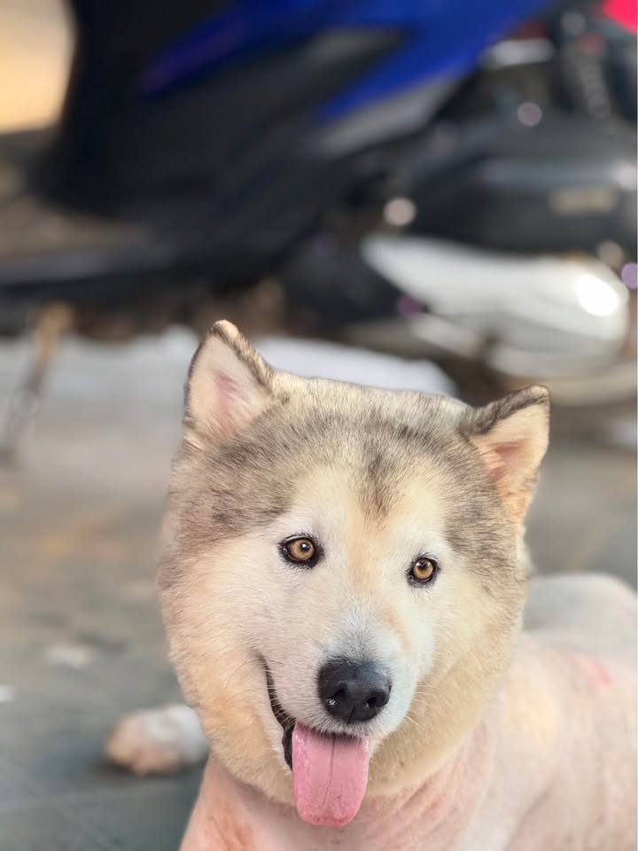 Nhà mặt tiền Y Moan, Buôn Ma Thuột 10m² giá 10 tỷ - Kinh doanh sầm uất!