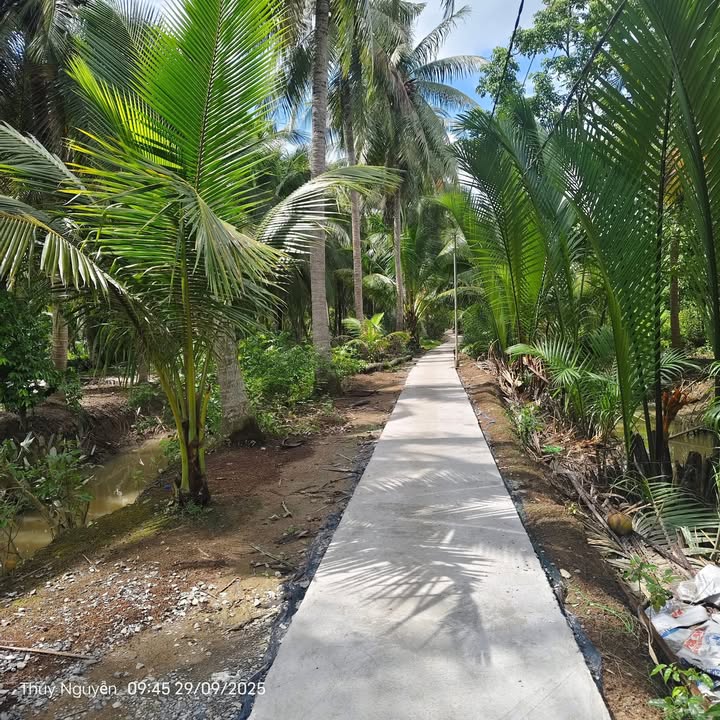 Đất nền Hòa Lộc, Mỏ Cày Bắc 1005m² giá 399 triệu - Cơ hội đầu tư hấp dẫn!