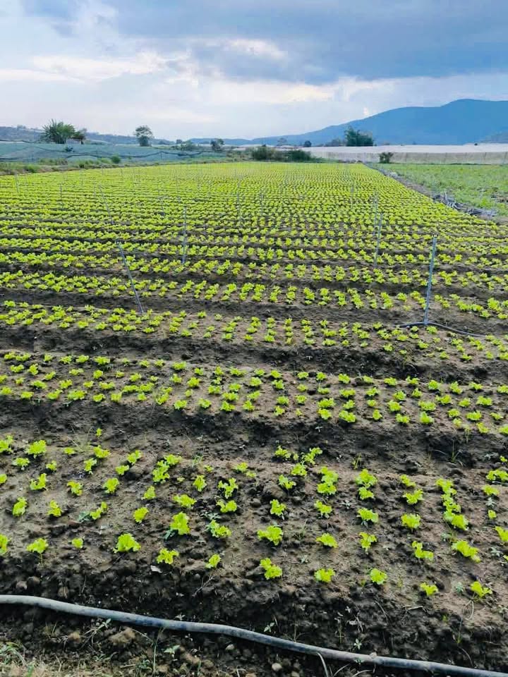 Đất nền 5 sào xã Ka Đô, huyện Đơn Dương 5000m² giá 2 tỷ - Cơ hội đầu tư tuyệt vời!