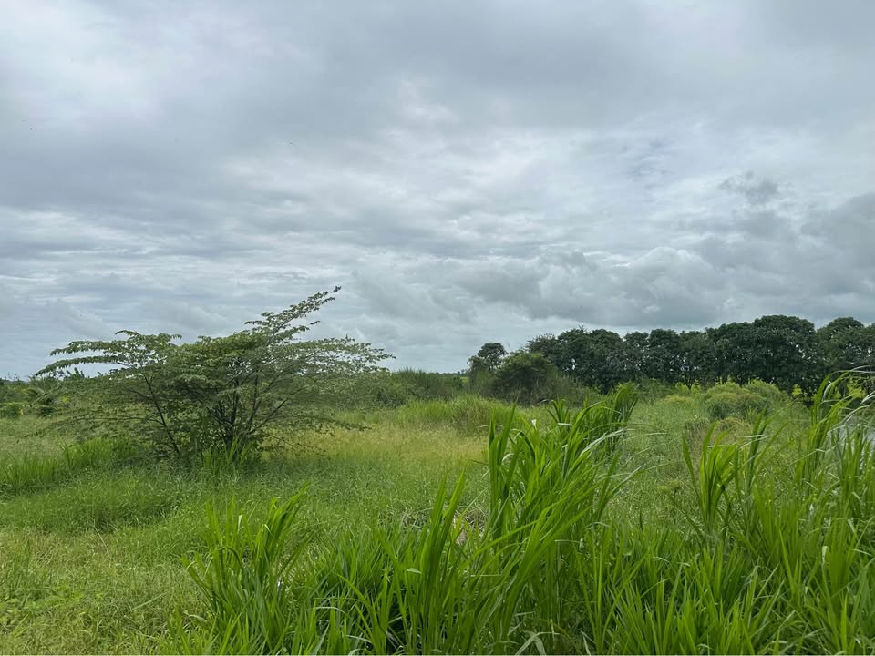 Đất nền xã Vĩnh Trạch, huyện Thoại Sơn, 1136m² - Sổ đỏ chính chủ, giá chỉ 650 triệu!