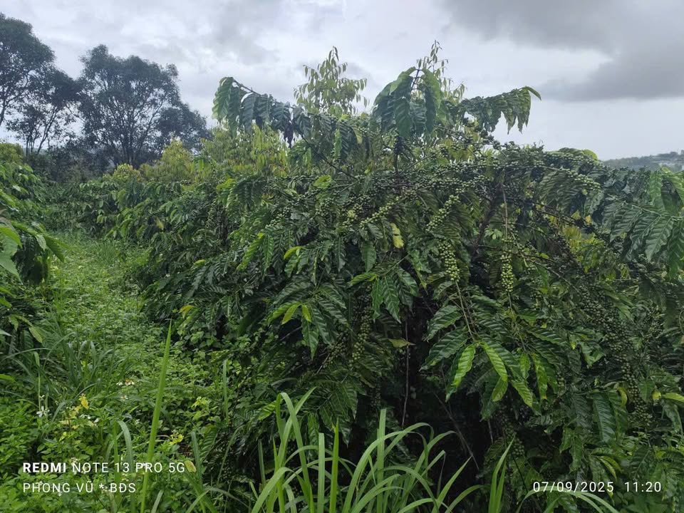 Đất nông nghiệp 1ha Bắc Gia Nghĩa - Giá 2 tỷ, sổ hồng chính chủ!