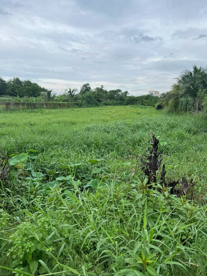 Đất nền Tân Hiệp 1500m² giá 8.9 tỷ - Sổ đỏ chính chủ, pháp lý rõ ràng!