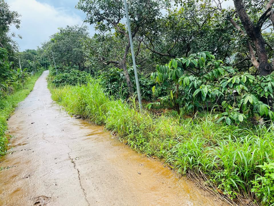 Farm đất nền Thọ Sơn Bù Đăng 18.000m² giá thỏa thuận - Nguồn thu mạnh từ cây cà phê!