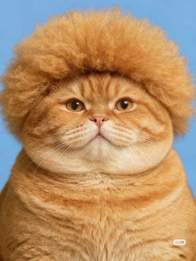 Lô đất biệt thự phường Tân Hiệp 200m² giá 5.79 tỷ - Sổ hồng chính chủ!